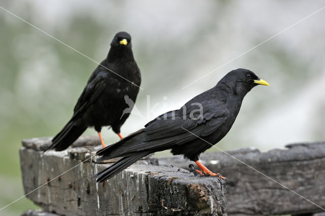 Alpenkauw (Pyrrhocorax graculus)