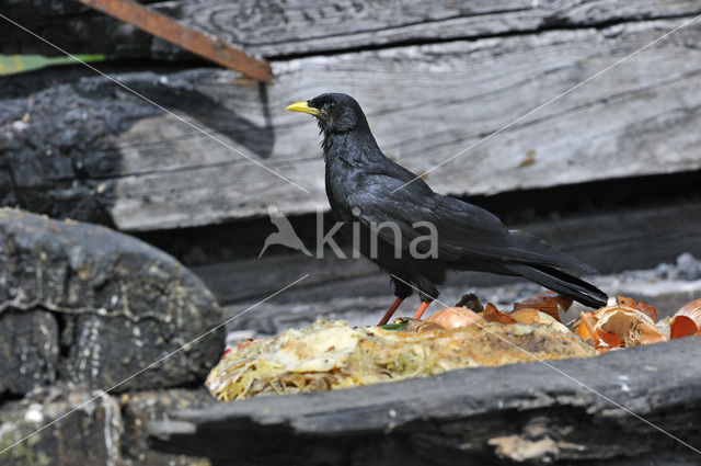 Alpenkauw (Pyrrhocorax graculus)