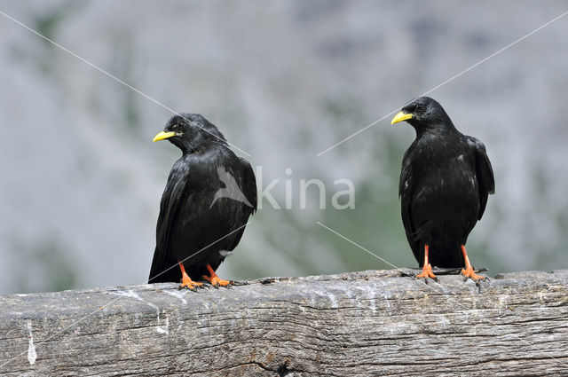 Alpenkauw (Pyrrhocorax graculus)