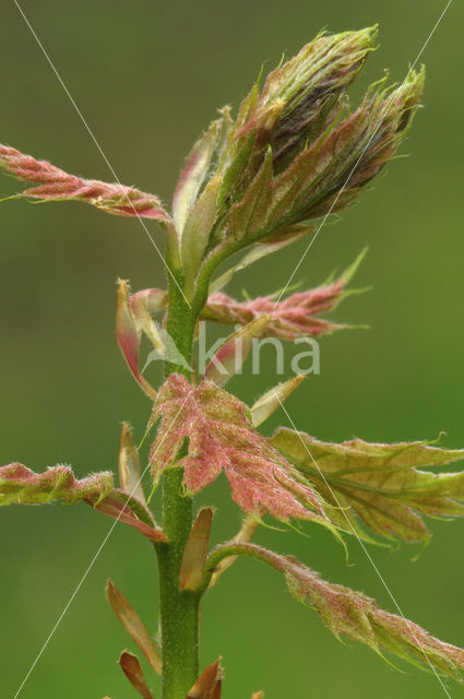 Amerikaanse eik (Quercus rubra)