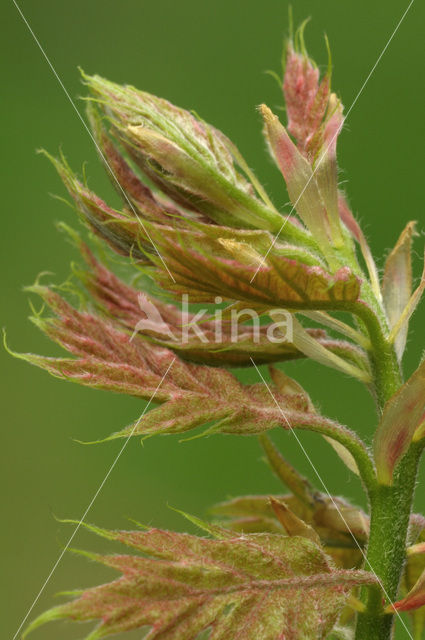 Red Oak (Quercus rubra)