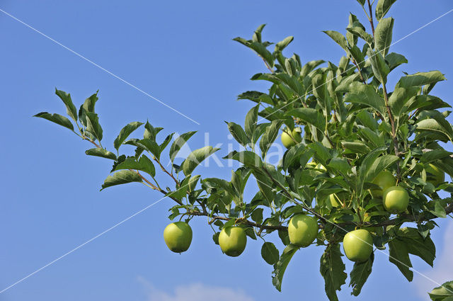 Apple (Malus domesticus)