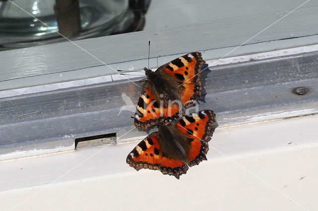 Red Admiral (Vanessa atalanta)