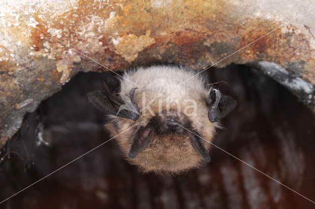 Baardvleermuis (Myotis mystacinus)