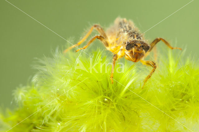Keeled Skimmer (Orthetrum coerulescens)