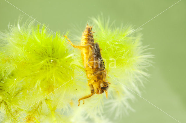 Beekoeverlibel (Orthetrum coerulescens)