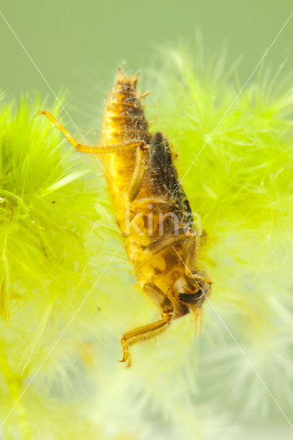 Beekoeverlibel (Orthetrum coerulescens)