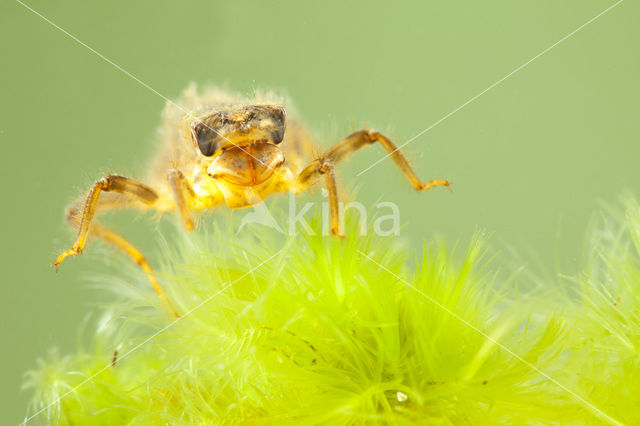 Beekoeverlibel (Orthetrum coerulescens)