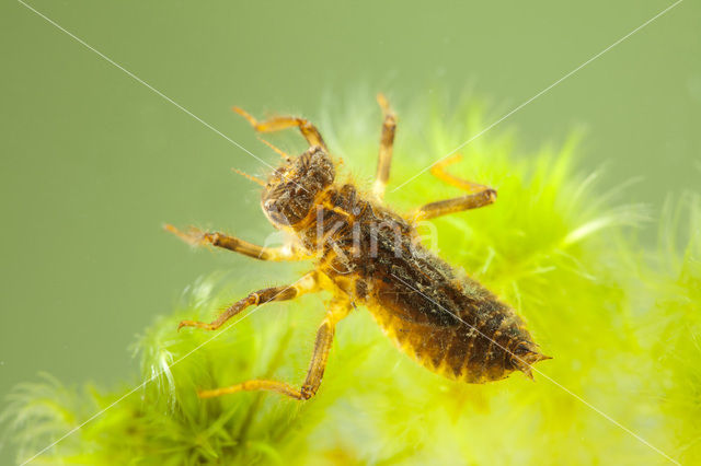 Beekoeverlibel (Orthetrum coerulescens)