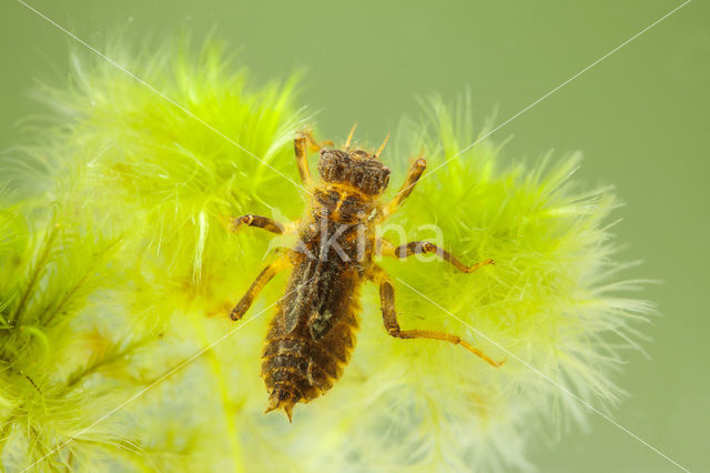 Beekoeverlibel (Orthetrum coerulescens)