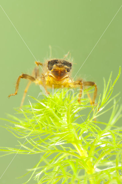 Beekoeverlibel (Orthetrum coerulescens)