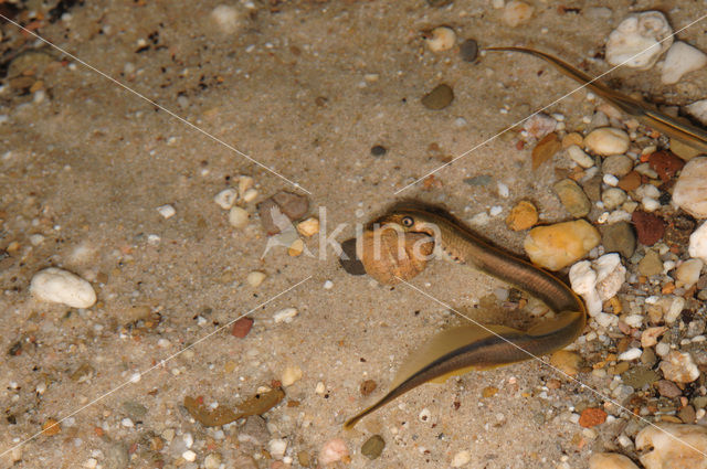 Brook Lamprey (Lampetra planeri)