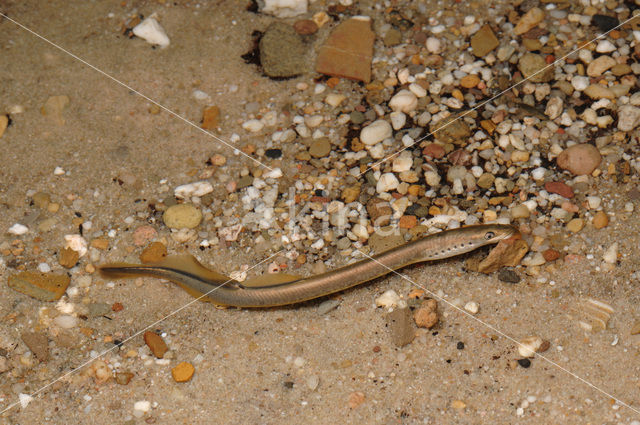 Brook Lamprey (Lampetra planeri)