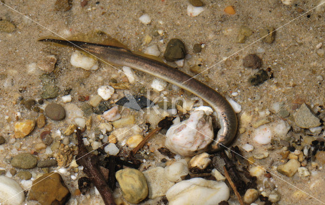 Brook Lamprey (Lampetra planeri)