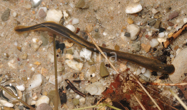 Brook Lamprey (Lampetra planeri)