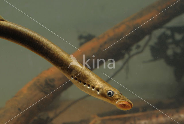 Brook Lamprey (Lampetra planeri)