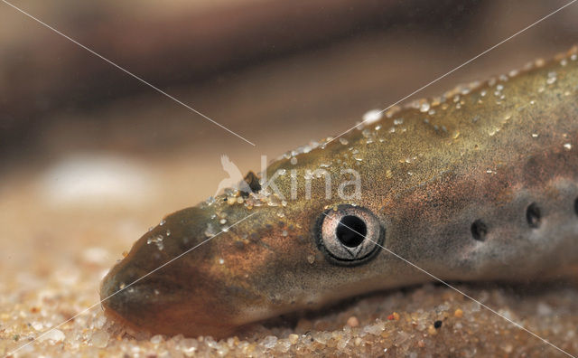 Brook Lamprey (Lampetra planeri)