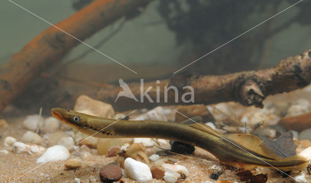 Brook Lamprey (Lampetra planeri)