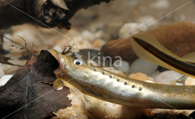 Brook Lamprey (Lampetra planeri)