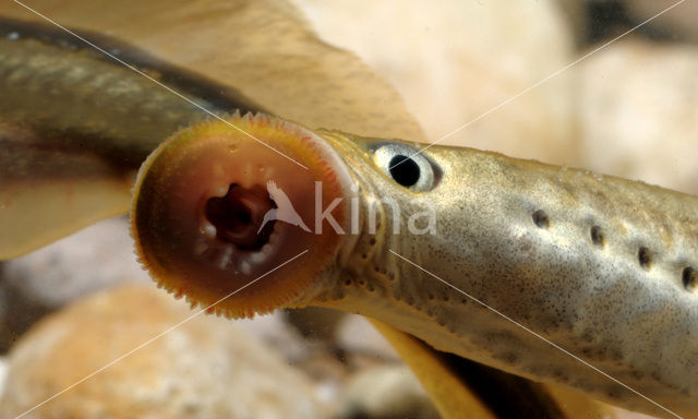 Brook Lamprey (Lampetra planeri)