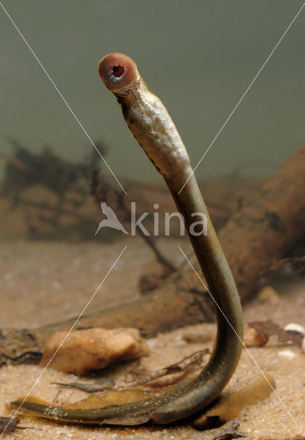 Brook Lamprey (Lampetra planeri)