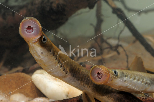 Brook Lamprey (Lampetra planeri)