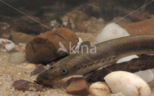 Brook Lamprey (Lampetra planeri)