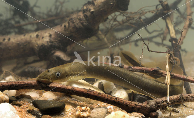 Brook Lamprey (Lampetra planeri)