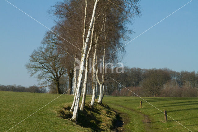Birch (Betula)
