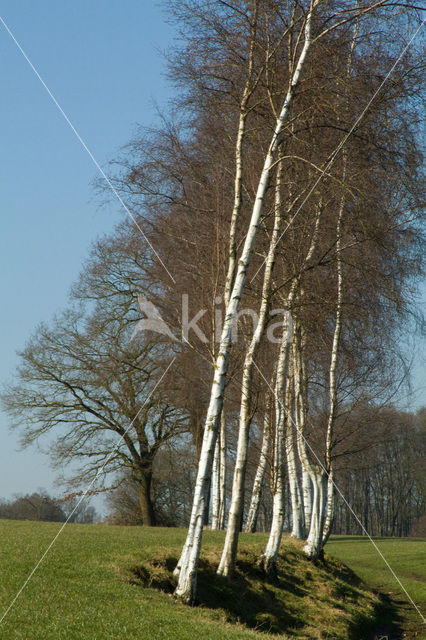 Birch (Betula)