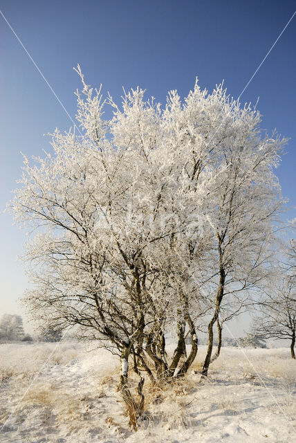 Berk (Betula)