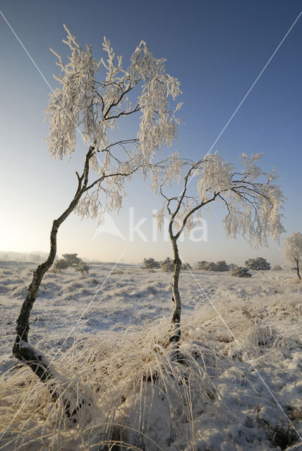 Birch (Betula)