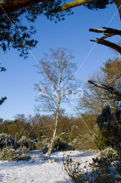 Birch (Betula)