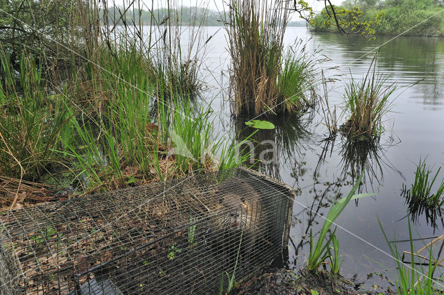 Beverrat (Myocastor coypus)