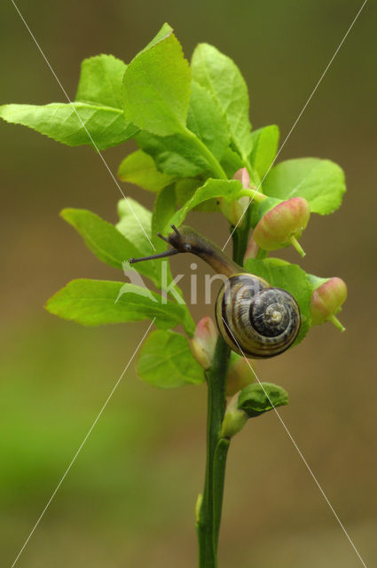 Bilberry (Vaccinium myrtillus)