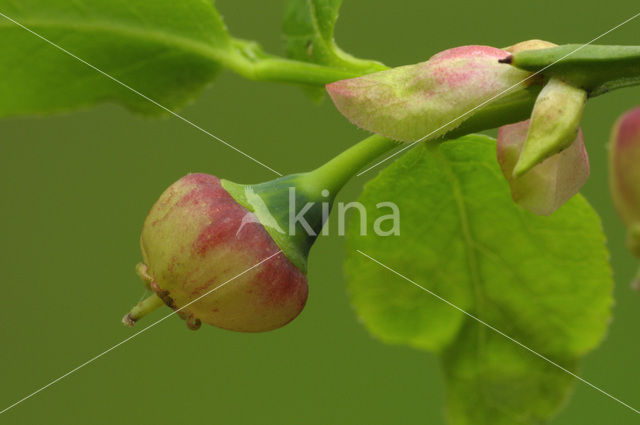 Blauwe bosbes (Vaccinium myrtillus)