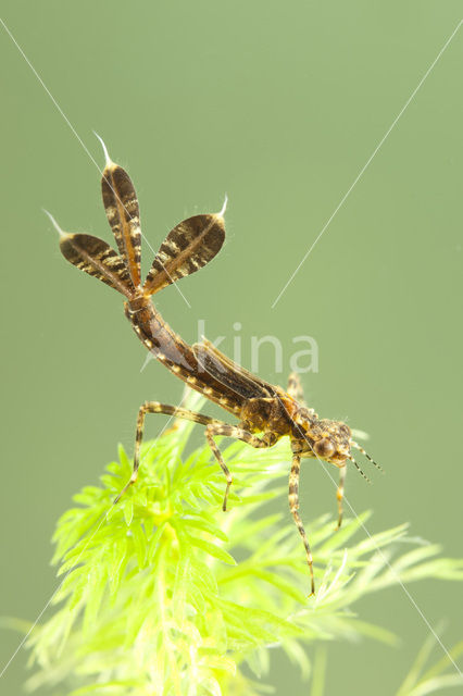 White-legged Damselfly (Platycnemis pennipes)