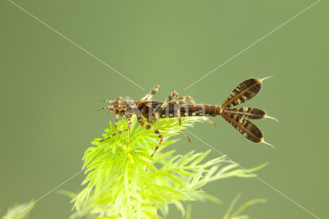 Blauwe breedscheenjuffer (Platycnemis pennipes)