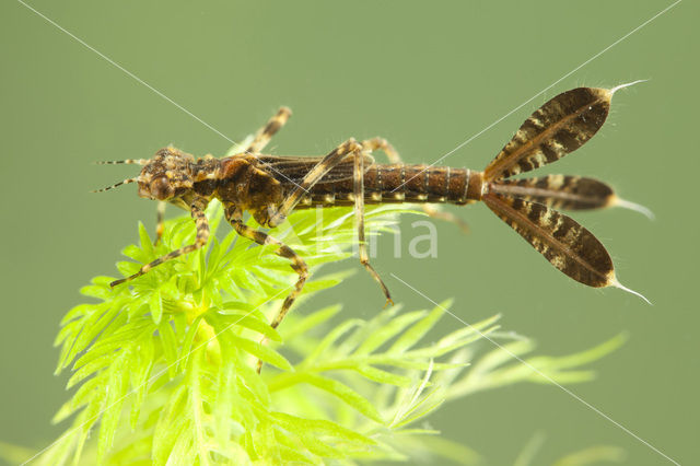 Blauwe breedscheenjuffer (Platycnemis pennipes)