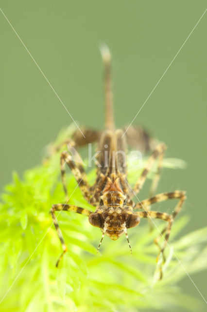 White-legged Damselfly (Platycnemis pennipes)