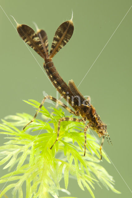 White-legged Damselfly (Platycnemis pennipes)