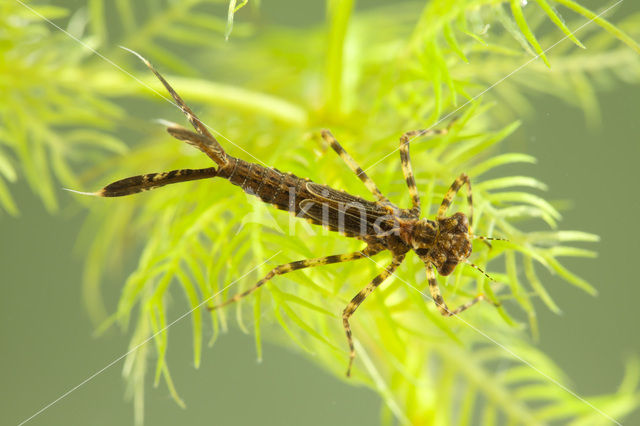 White-legged Damselfly (Platycnemis pennipes)