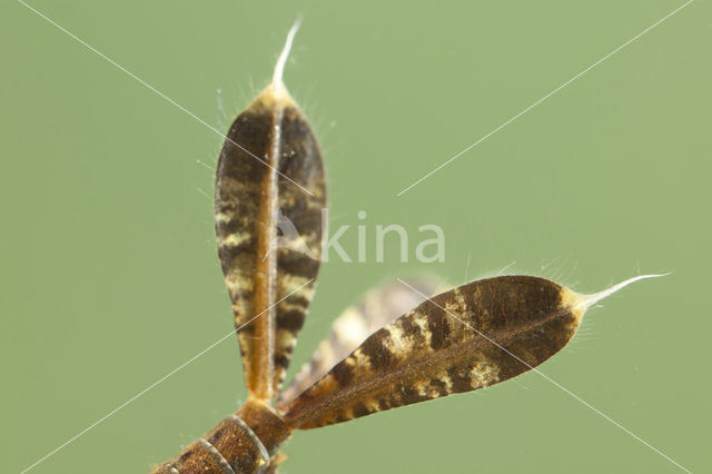 Blauwe breedscheenjuffer (Platycnemis pennipes)