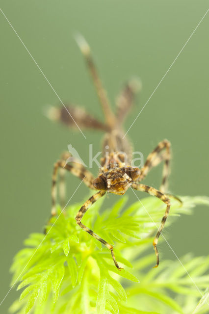 White-legged Damselfly (Platycnemis pennipes)