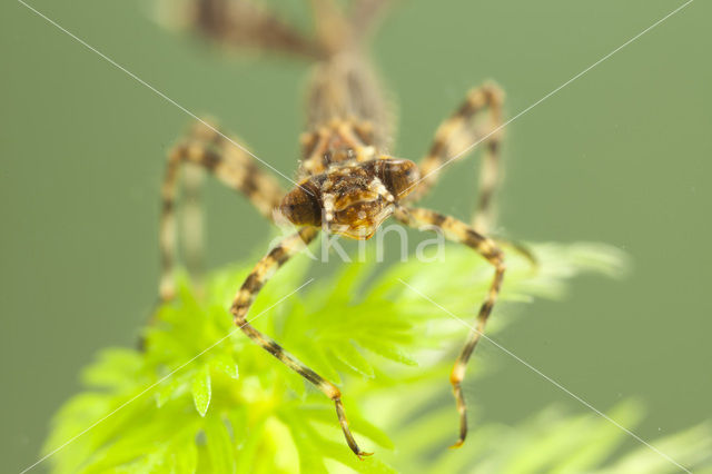 White-legged Damselfly (Platycnemis pennipes)