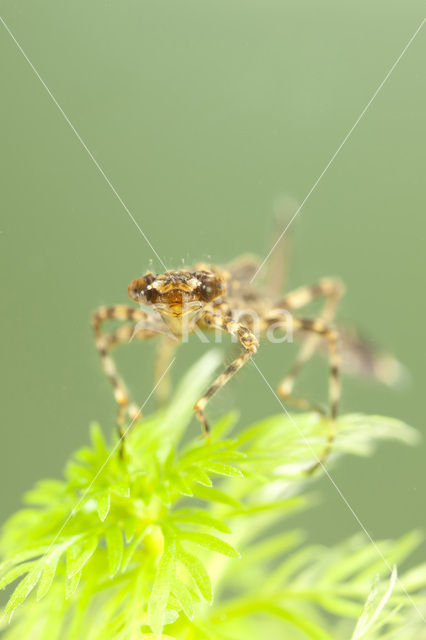 Blauwe breedscheenjuffer (Platycnemis pennipes)