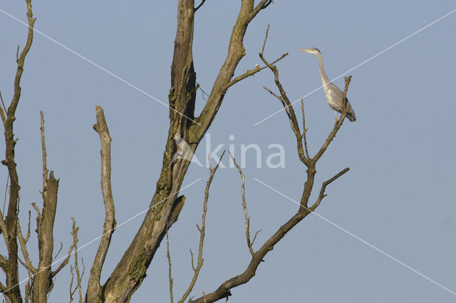 Blauwe Reiger (Ardea cinerea)