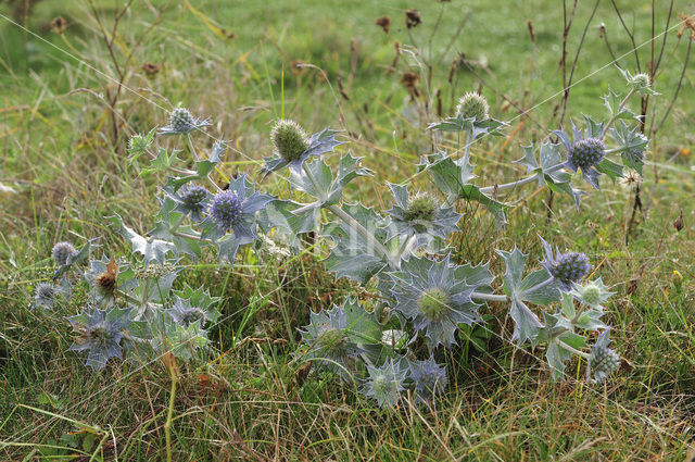 Sea-holly (Eryngium maritimum)