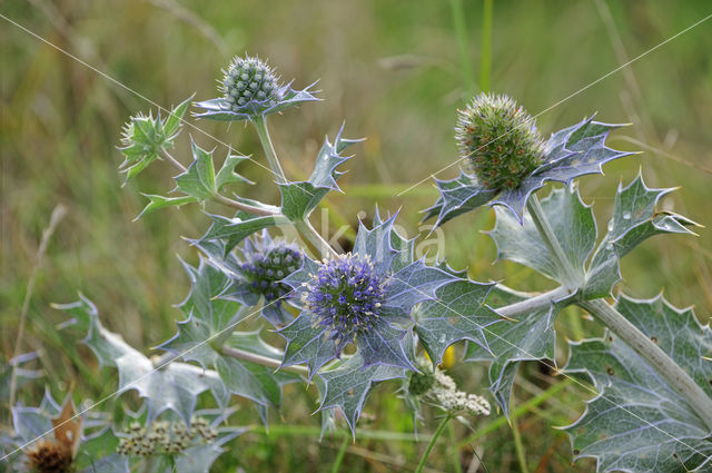 Blauwe zeedistel (Eryngium maritimum)