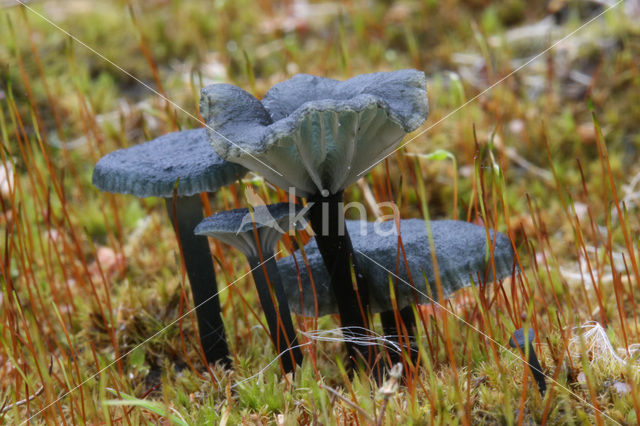 Omphalina chlorocyanea